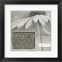 Echinacea I Fine Art Print