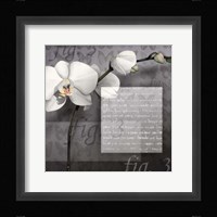 Phalaenopsis I Framed Print