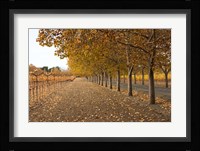 Autumn Rows Fine Art Print