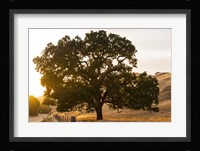 Roadside Oak Fine Art Print