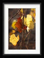 Autumn Leaves Fine Art Print