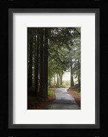 Forest Road Fine Art Print