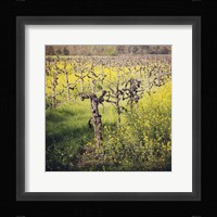 Dry Creek Fine Art Print