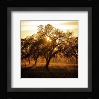 Let There be Light Fine Art Print