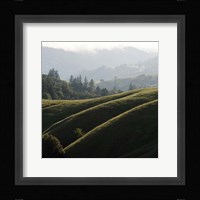Rolling Fog and Rolling Hills Fine Art Print
