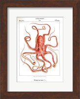 Octopus Etching Fine Art Print
