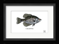 Crappie Fish Fine Art Print