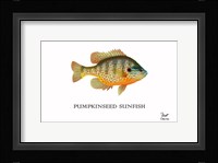 Pumpkinseed Sunfish Fine Art Print