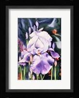 Dancing Iris Fine Art Print
