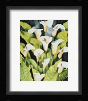Midnight Callalilies Fine Art Print