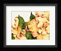 Orange Blossom Fine Art Print