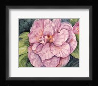 Pink Camilla Fine Art Print