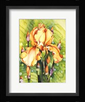Yellow Iris Fine Art Print