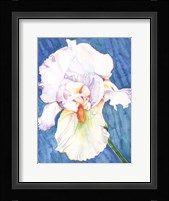 White Iris Fine Art Print