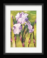Forest Iris Fine Art Print