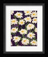 Shasta Daisies Fine Art Print