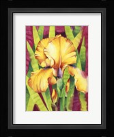 Yellow Iris W/ Maroon Back Fine Art Print