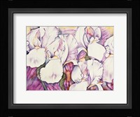5 Iris Fine Art Print