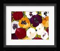 Sacred Pansies Fine Art Print