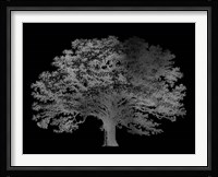 Silver Foil Elephant Tree on Black Fine Art Print