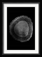 Silver Foil Tree Ring I on Black Fine Art Print