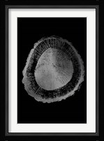 Silver Foil Tree Ring II on Black Fine Art Print