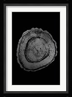 Silver Foil Tree Ring III on Black Fine Art Print