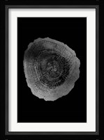 Silver Foil Tree Ring IV on Black Fine Art Print