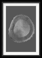 Silver Foil Tree Ring II on Dark Grey Fine Art Print
