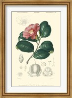 Floral Botanique II Fine Art Print