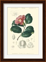 Floral Botanique II Fine Art Print