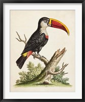 Edwards' Toucan Fine Art Print