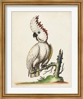 Edwards' Cockatoo Fine Art Print