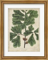 Oak Leaves & Acorns I Fine Art Print