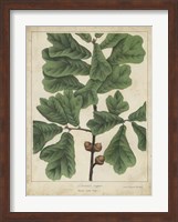 Oak Leaves & Acorns I Fine Art Print