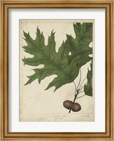 Oak Leaves & Acorns II Fine Art Print