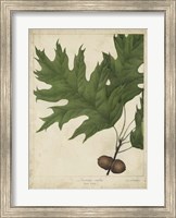 Oak Leaves & Acorns II Fine Art Print