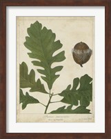 Oak Leaves & Acorns III Fine Art Print