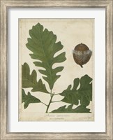 Oak Leaves & Acorns III Fine Art Print