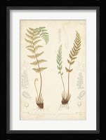 Fern Study I Fine Art Print