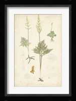 Fern Study II Fine Art Print