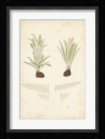 Fern Study III Fine Art Print