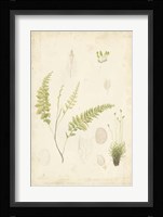 Fern Study IV Fine Art Print