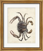 Vintage Crab I Fine Art Print