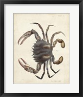 Vintage Crab I Fine Art Print