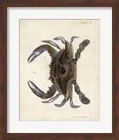 Vintage Crab II Fine Art Print
