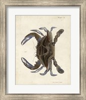 Vintage Crab II Fine Art Print