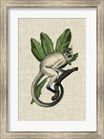 Canopy Monkey IV Fine Art Print