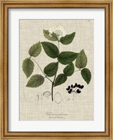 Linen & Leaves I Fine Art Print