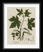 Linen & Leaves II Fine Art Print